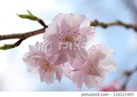 Weeping cherry blossoms ・*。 ❀ weeping cherry blossoms ❀ 。 *・ Weeping cherry blossoms ・*。 ❀ weeping cherry blossoms ❀ 。 *・ 118121405