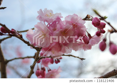 垂枝櫻花*。 ❀垂枝櫻花❀。 *・ 118121406