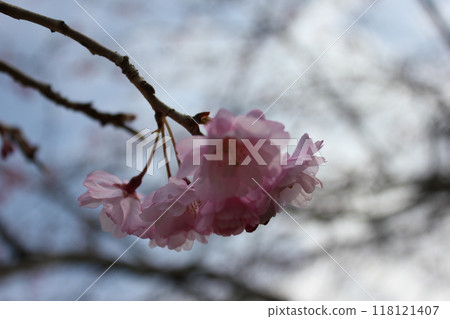 Weeping cherry blossoms ・*。 ❀ weeping cherry blossoms ❀ 。 *・ Weeping cherry blossoms ・*。 ❀ weeping cherry blossoms ❀ 。 *・ 118121407