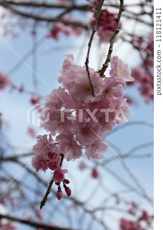 垂枝櫻花*。 ❀垂枝櫻花❀。 *・ 118121411