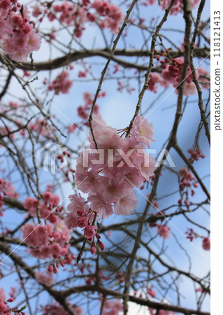 垂枝櫻花*。 ❀垂枝櫻花❀。 *・ 118121413