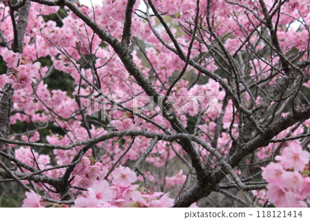 垂枝櫻花*。 ❀垂枝櫻花❀。 *・ 118121414