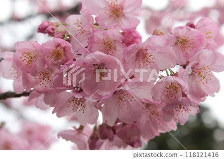 Weeping cherry blossoms ・*。 ❀ weeping cherry blossoms ❀ 。 *・ Weeping cherry blossoms ・*。 ❀ weeping cherry blossoms ❀ 。 *・ 118121416