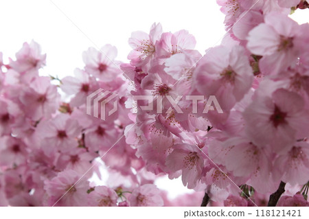 垂枝櫻花*。 ❀垂枝櫻花❀。 *・ 垂枝櫻花*。 ❀垂枝櫻花❀。 *・ 118121421