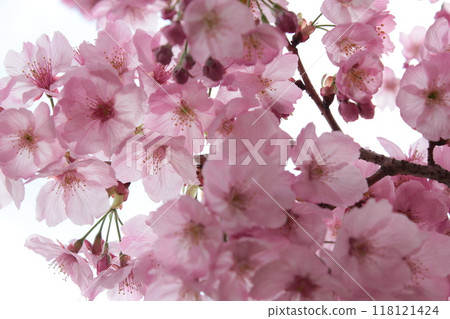 Weeping cherry blossoms ・*。 ❀ weeping cherry blossoms ❀ 。 *・ Weeping cherry blossoms ・*。 ❀ weeping cherry blossoms ❀ 。 *・ 118121424