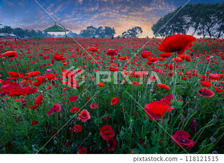 A view full of red poppies in a riverside field. and red poppies in the morning at the water park near the Han River at Namyangju-si, South Korea. A view full of red poppies in a riverside field. and red poppies in the morning at the water park near the Han River at Namyangju-si, South Korea. 118121515