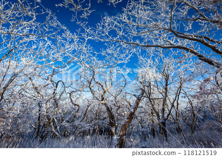 Snow on the branches of trees on the top of Deogyusan mountains near Muju on a clear day in winter, South Korea. 118121519