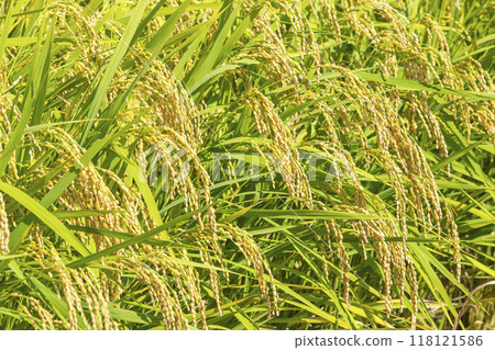 Rice is ready for autumn harvest 118121586