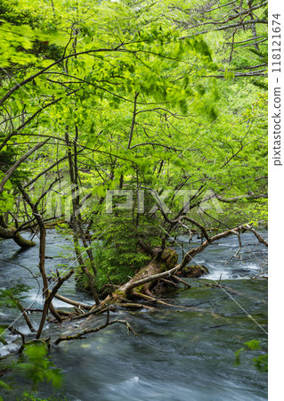 Kamikochi, a scenic mountain spot in Azumi, Matsumoto City, Nagano Prefecture, Japan. A stream flows out of Ninoike Pond, Myojin Pond, in the Okumiya area of Hotaka Shrine. 118121674