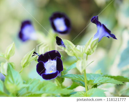 虎耳草鮮花盛開 118121777