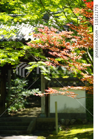 Landscape with autumn leaves 118121778