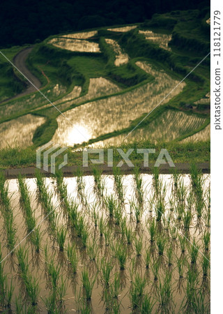 Sunset reflected on rice terraces 118121779
