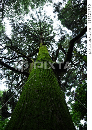 A mighty tree A mighty tree 118121780