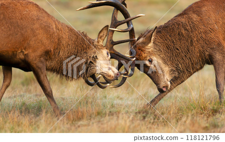 Portrait of two red deer stags fighting during rutting season in autumn 118121796