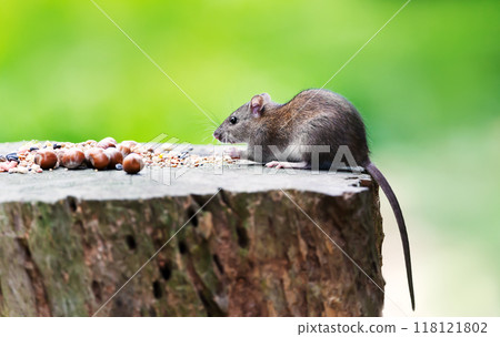 Brown rat eating seeds and nuts scattered on tree stump 118121802