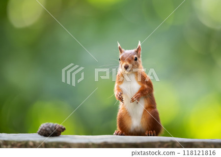 Portrait of a cute playful red squirrel standing on a tree stump 118121816