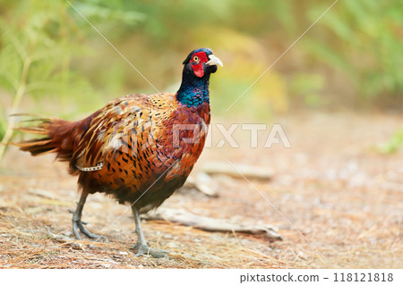 Portrait of a male common pheasant walking in the meadow Portrait of a male common pheasant walking in the meadow 118121818