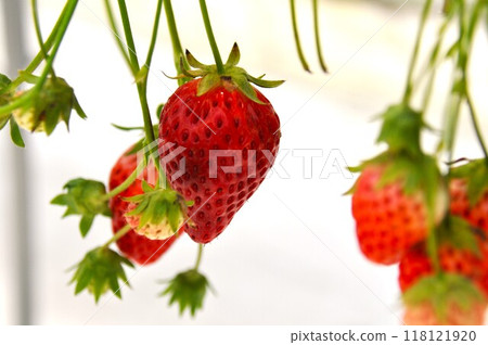 草莓 118121920