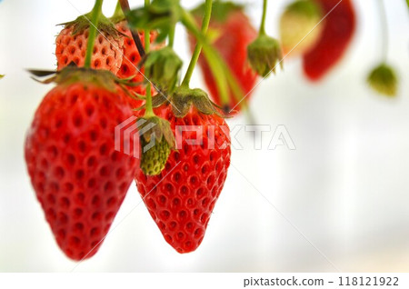 Strawberry  118121922