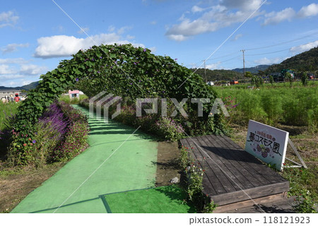 Yume Cosmos Garden Kameoka Morning Glory Tunnel Yume Cosmos Garden Kameoka Morning Glory Tunnel 118121923