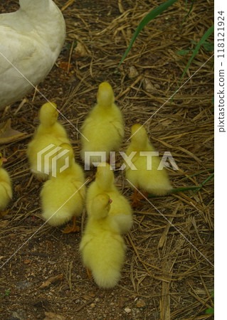 The ducklings and the mother duck went out to find food on the farm. 118121924