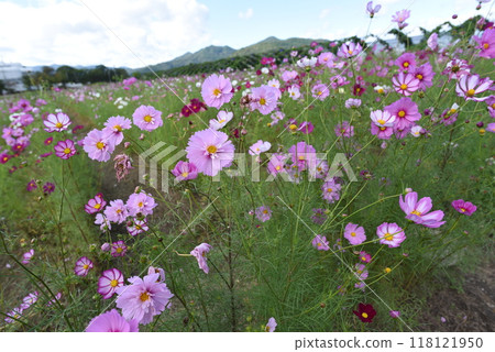 夢波斯菊花園龜岡藍波斯菊 夢波斯菊花園龜岡藍波斯菊 118121950