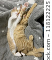 Two kittens sleeping in sync 118122225