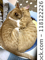 Two kittens sleeping close together like magnets 118122226