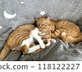 Two kittens sleeping peacefully 118122227