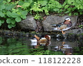 A male mandarin duck is resting by the water 118122228