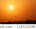 Sunset and swan 118122248