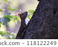 A Hokkaido squirrel trying to climb a tree 118122249