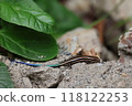 A blue-tailed Japanese grass lizard emerges from under the leaves 118122253