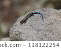 A beautiful blue-tailed Japanese grass lizard 118122254