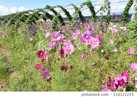 Yume Cosmos Garden, Kameoka, Cosmos and Morning Glory Tunnel Yume Cosmos Garden, Kameoka, Cosmos and Morning Glory Tunnel 118122255