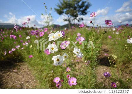 夢大波斯菊花園 龜岡 波斯菊與樹木 夢大波斯菊花園 龜岡 波斯菊與樹木 118122267