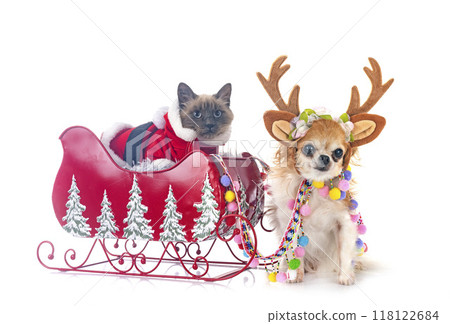 siamese cat, chihuahua and christmas siamese cat, chihuahua and christmas 118122684