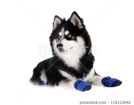 Pomsky in studio 118122692