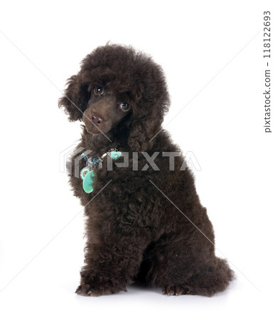 puppy poodle in studio 118122693