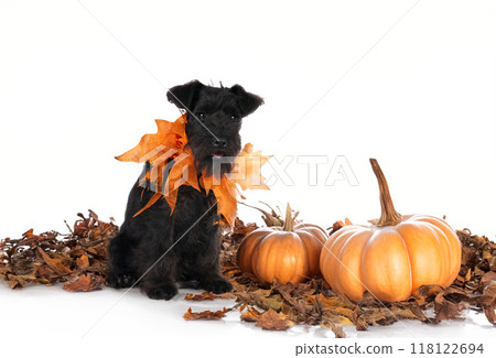 miniature schnauzer and halloween 118122694