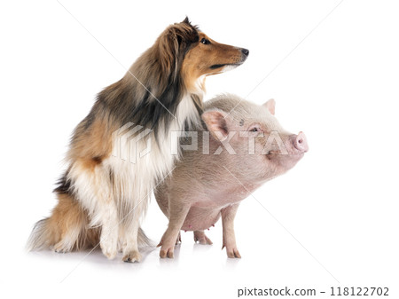 Shetland Sheepdog and pig in studio 118122702