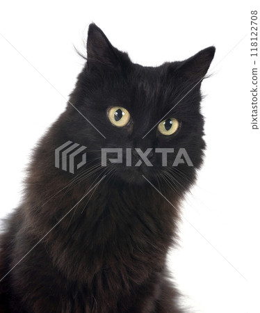 crossbred of maine coon 118122708
