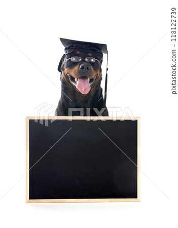 rottweiler back to school rottweiler back to school 118122739