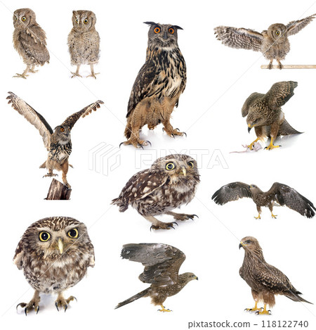 bird of prey in Europe 118122740
