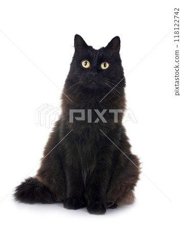 crossbred of maine coon crossbred of maine coon 118122742