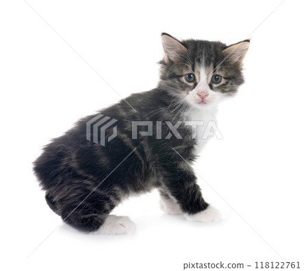 young Kurilian Bobtail in studio young Kurilian Bobtail in studio 118122761
