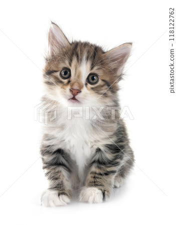 young Kurilian Bobtail in studio young Kurilian Bobtail in studio 118122762