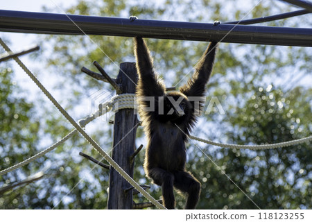 Gibbon at Noichi Zoo in Kochi Prefecture 118123255