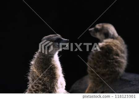 Meerkats at Nonoichi Zoo in Kochi 118123301