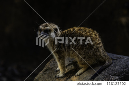 Meerkats at Nonoichi Zoo in Kochi 118123302